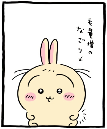 ちいかわ「🙌(やっけにフワっとして座り心地のいいエリア)」1コマ目│冬毛による毛量増のなごりで頭頂に長い4本の毛と前髪が３本生えているうさぎ(Chiikawa “🙌 (An Unusually Fluffy, Comfy Sitting Spot)” Panel 1 │ Usagi, with four long strands of hair sticking up from the top of his head and three bangs left over from his thicker winter coat. /치이카와 ‘🙌 (유난히 폭신하고 앉기 좋은 구역)’ 1코마 │ 겨울털로 털이 많아졌던 흔적으로, 정수리에 길게 솟은 털 네 가닥과 앞머리 세 가닥이 남아 있는 우사기.)